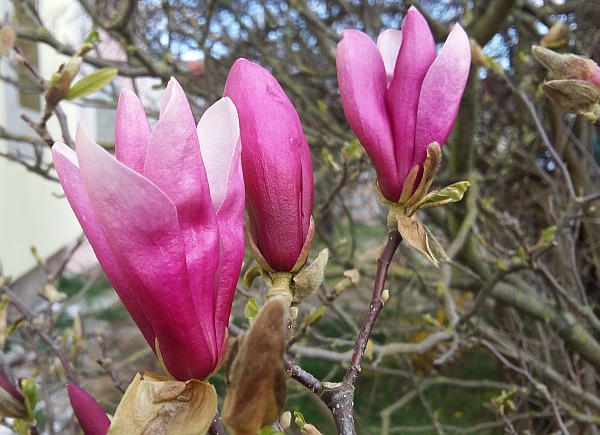Bild: Erste Magnolienblüten