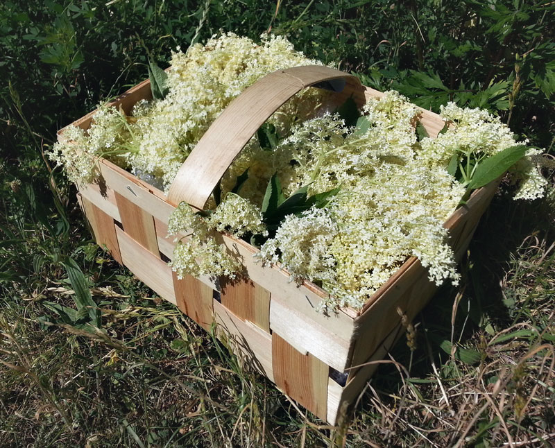 Ein Korb voller Holunderblüten